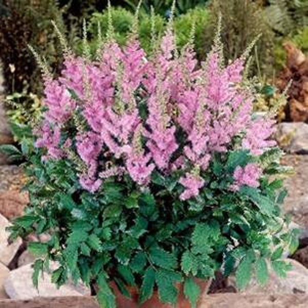 Astilbe chinensis 'Pumila' – Pluimspirea