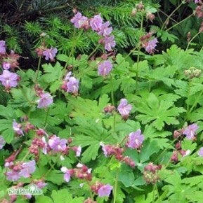 Geranium macrorrhizum 'Ingwersen Var.' – Ooievaarsbek