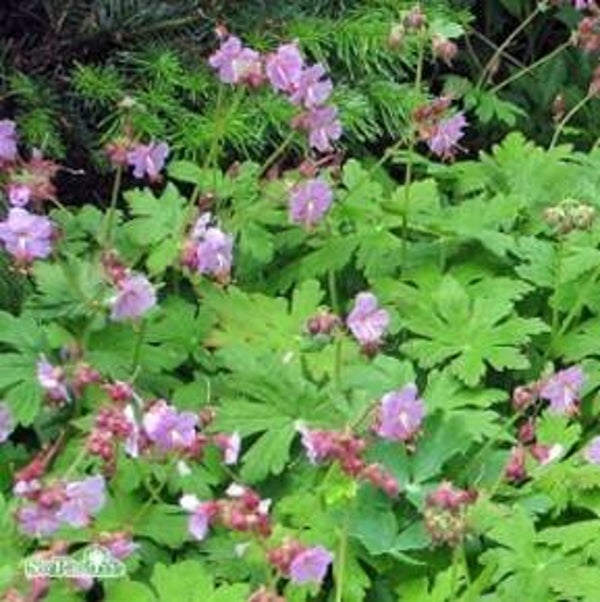 Geranium macrorrhizum 'Ingwersen Var.' – Ooievaarsbek