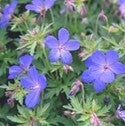 Geranium 'Brookside' – Ooievaarsbek
