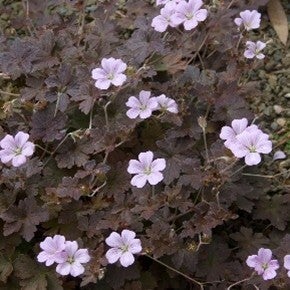 Geranium ox. Dusky Crug