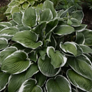Hosta fortunei 'Francee' – Hartlelie