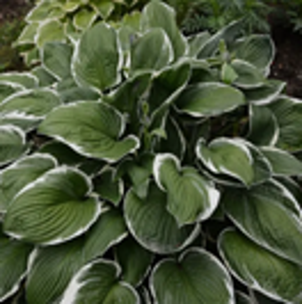 Hosta fortunei 'Francee' – Hartlelie