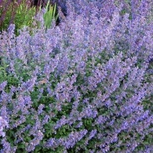 Nepeta faassenii – Kattenkruid