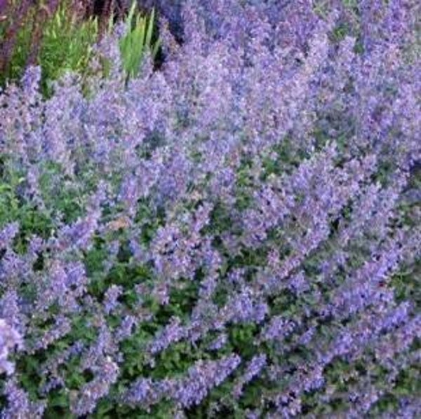 Nepeta faassenii – Kattenkruid