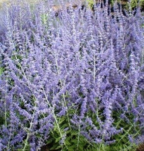 Perovskia atriplicifolia 'Blue Spire' – Reuzenlavendel
