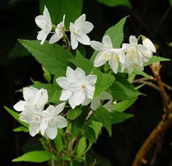 Deutzia gracilis - bruidsbloem