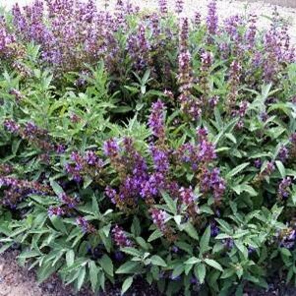 Salvia officinalis – salie
