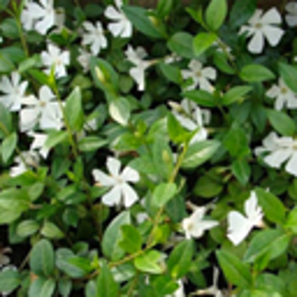 Vinca minor 'Alba' – Witte maagdenpalm