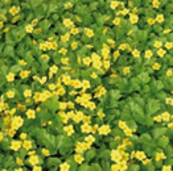 Waldsteinia ternata – Goudaardbei