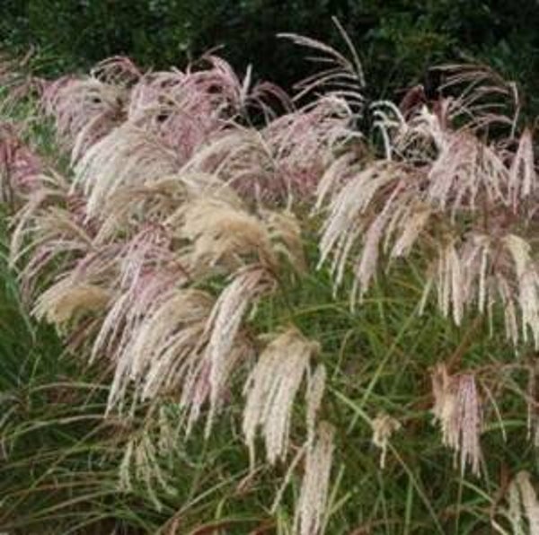 Miscanthus sin. Floridules