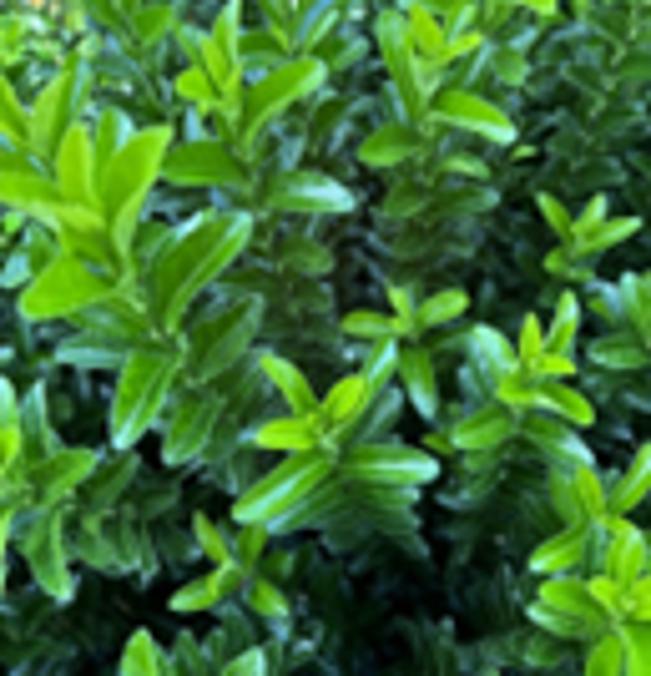 Euonymus 'Green Spire' - kardinaalsmuts