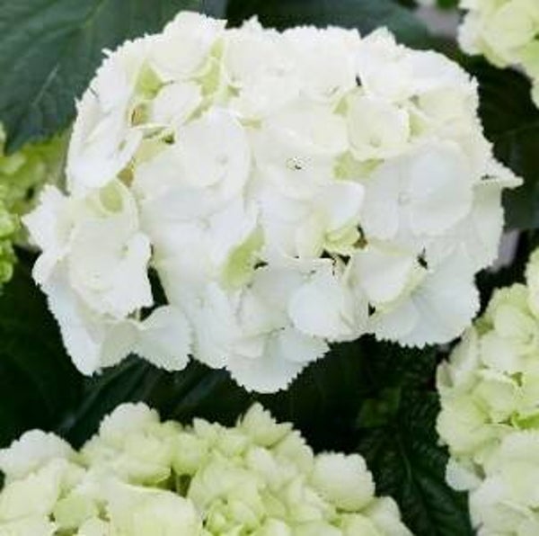 Hydrangea 'Snowball'