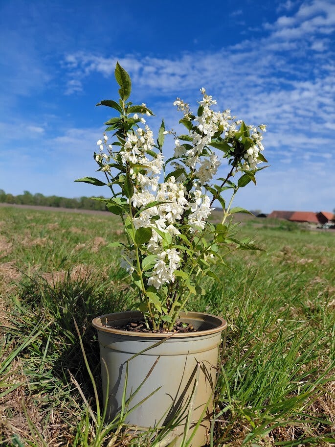 Deutzia gracilis - bruidsbloem