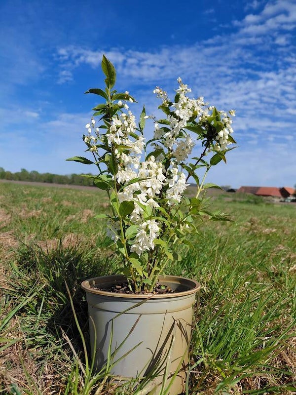 Deutzia gracilis - bruidsbloem