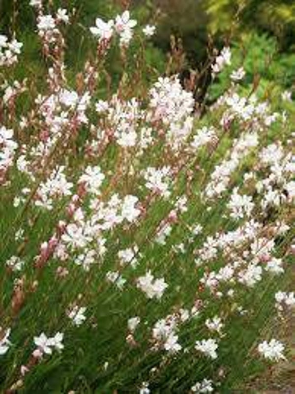 Gaura l. 'Whirling Butterflies'