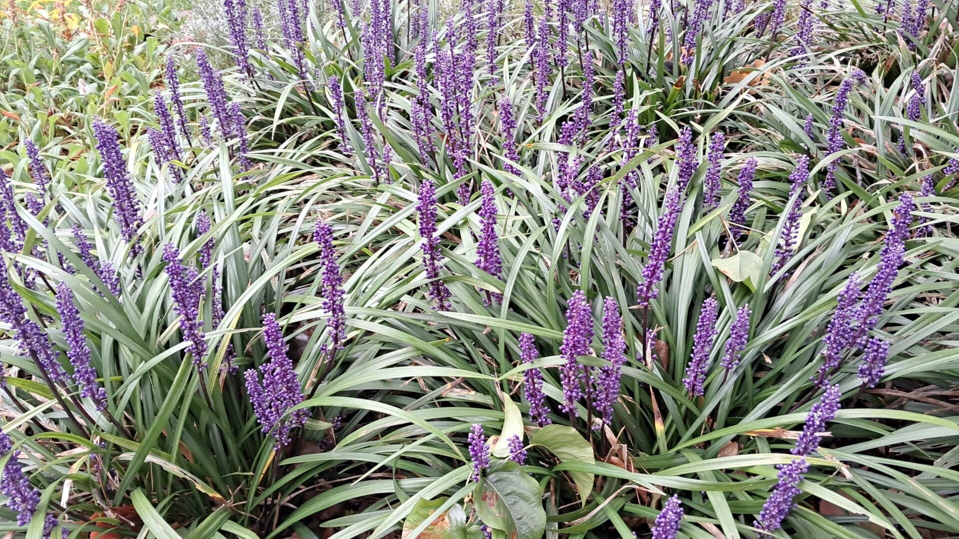 Liriope muscari Moneymaker (leliegras)