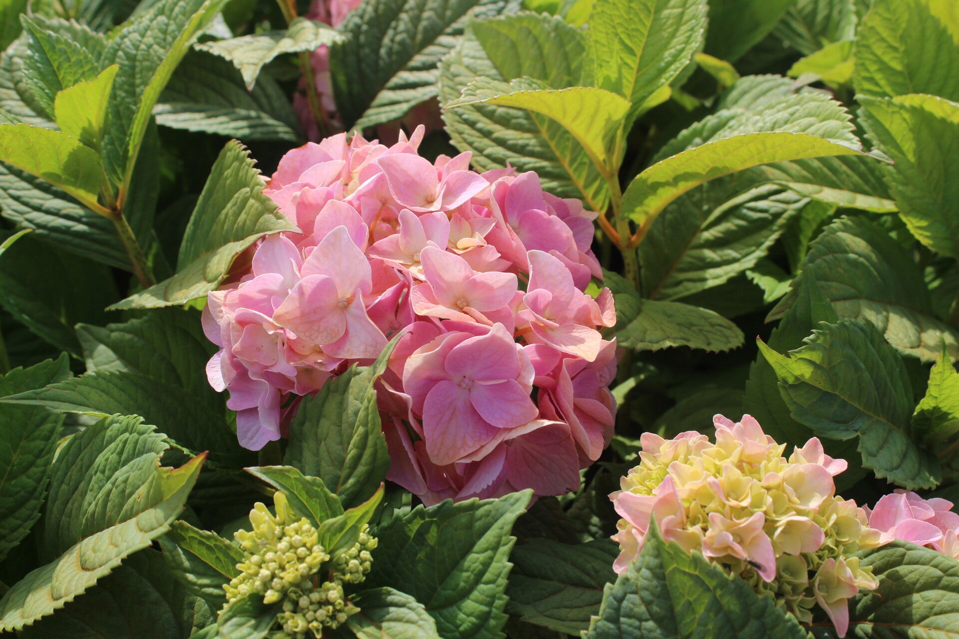 Hydrangea macrophylla 'Bouquet Rose'