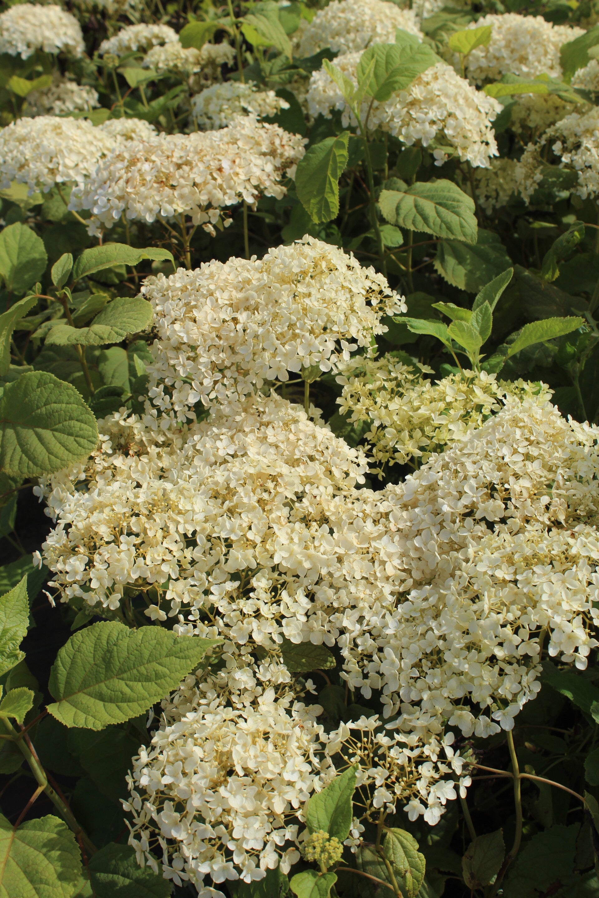 Hydrangea arborescens 'Annabelle'