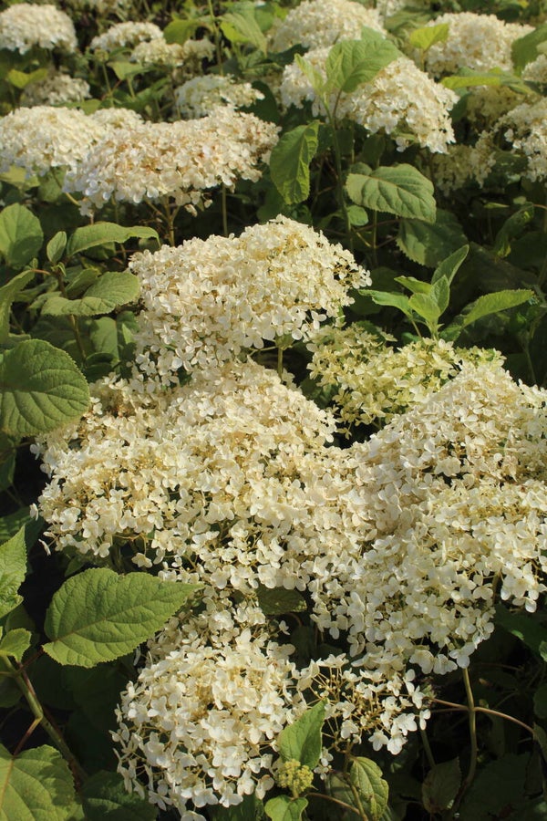 Hydrangea arborescens 'Annabelle'