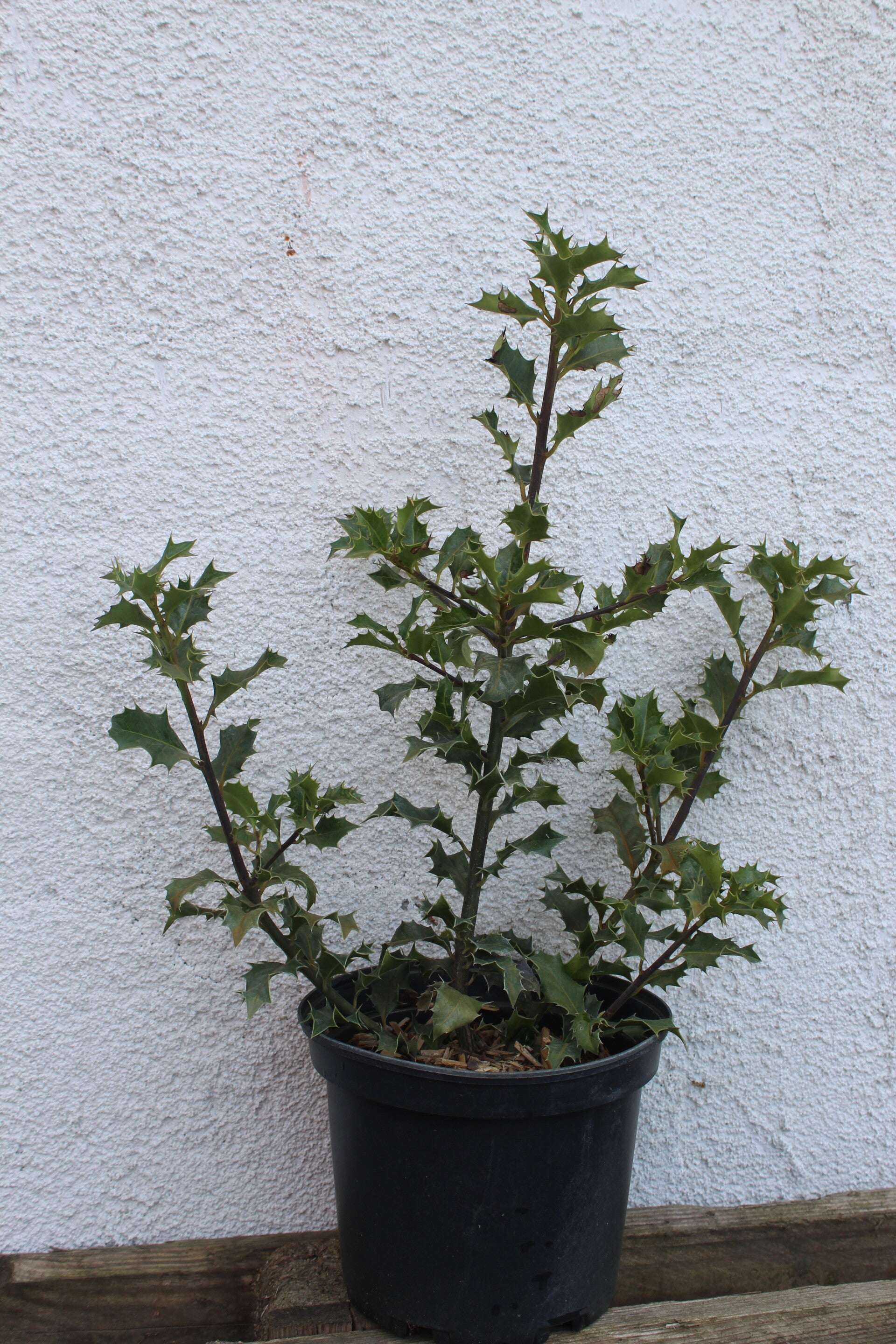 Ilex aquifolium (Hulst)