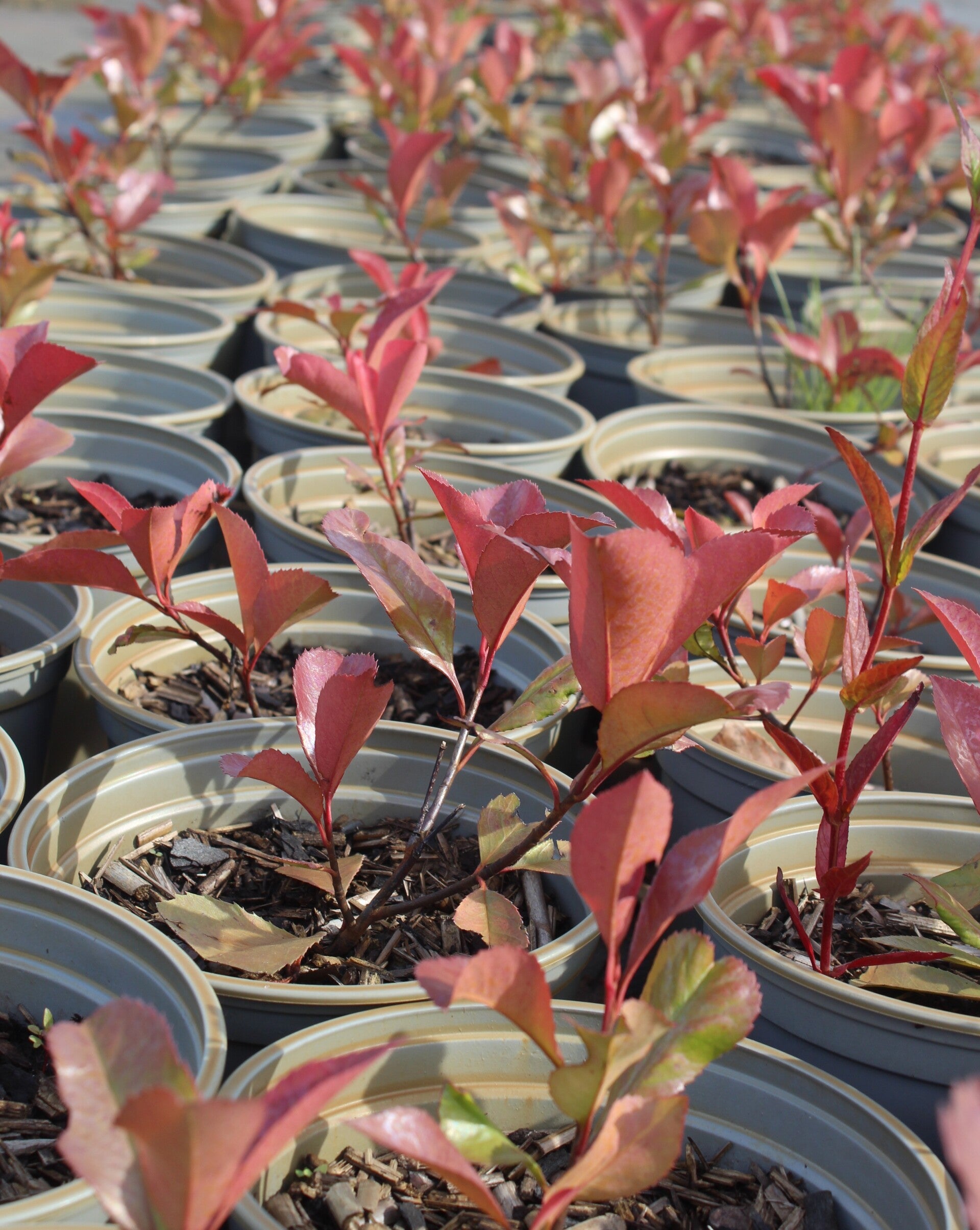 Photinia fraseri 'Red Robin'
