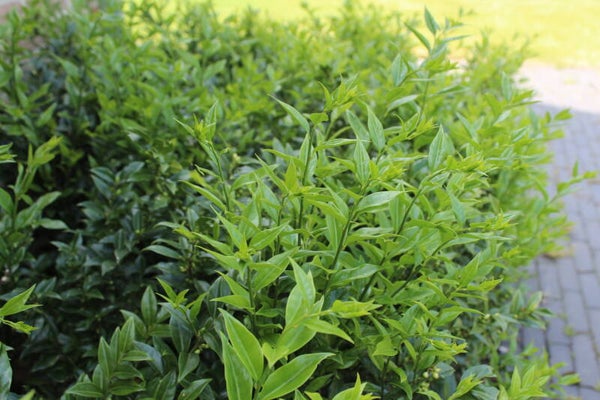 Sarcococca confusa