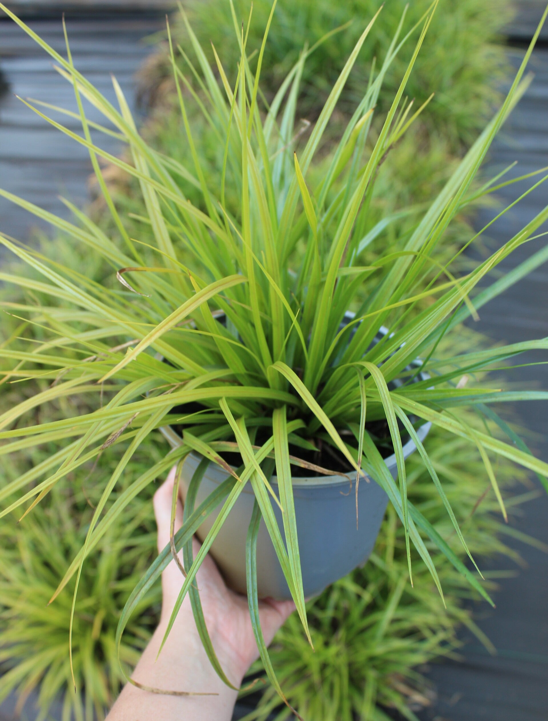 Carex morrowii