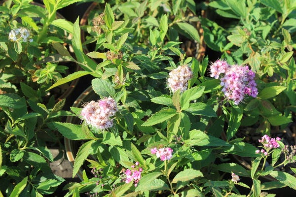 Spiraea japonica 'Genpei'