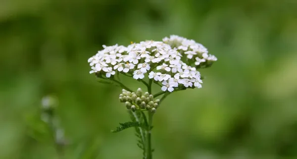 Achillea millefolium - Duizendblad