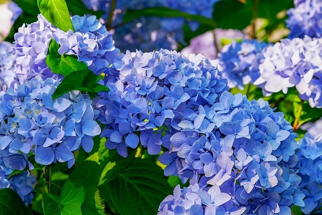 Hydrangea macrophylla 'Nikko Blue'