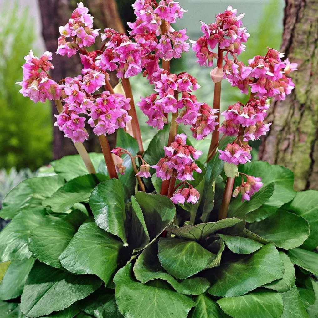 Bergenia cordifolia 'Purpurea' - schoenlappersplant