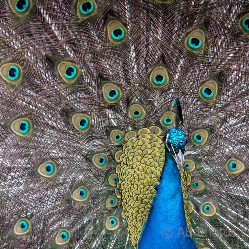bird-peacock-1_wm-standard.jpg