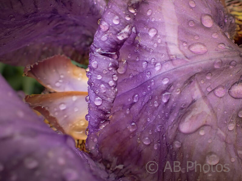 flower-iris-1_wm-standard.jpg