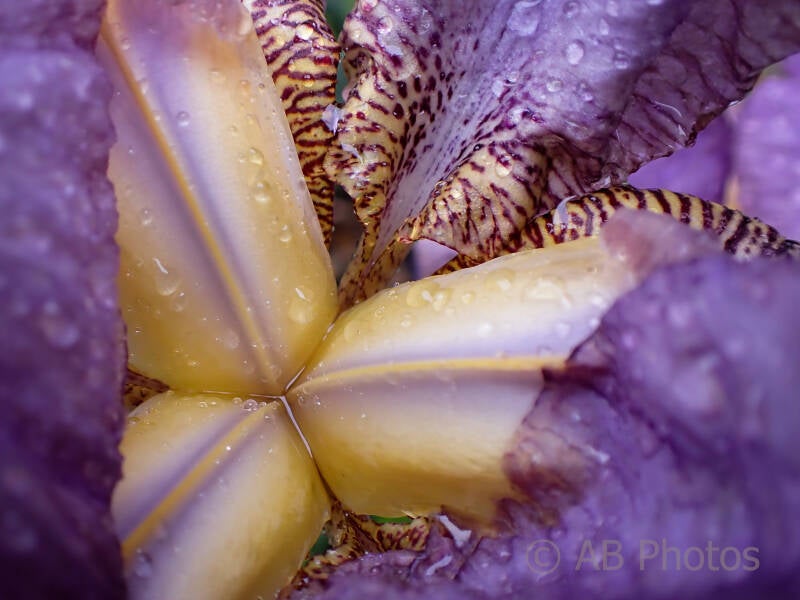 flower-iris-2_wm-standard.jpg