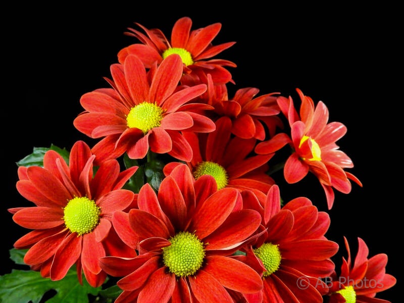 flower-red-2_wm-standard.jpg
