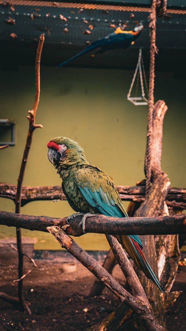 Stimme des Amazonas