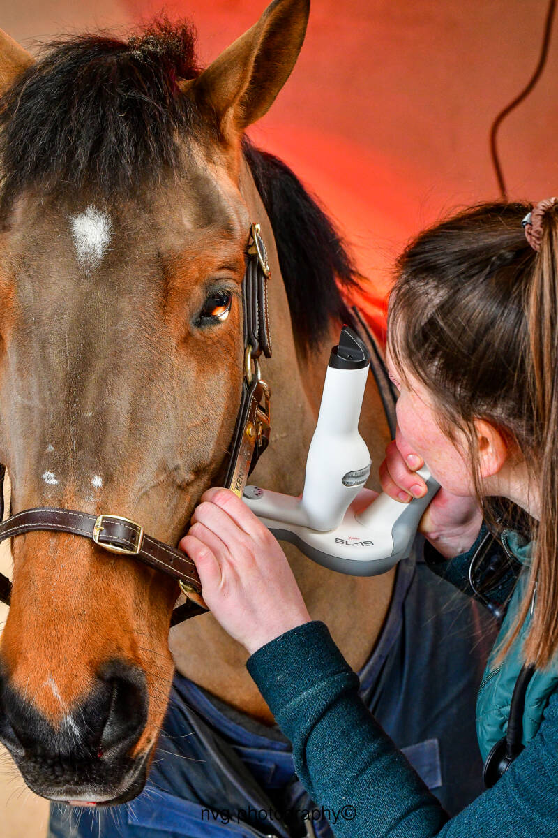 Oogonderzoek Paard