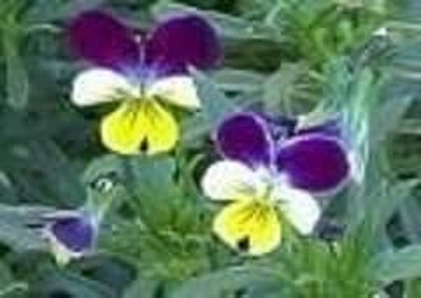 Drie kleurig viooltjes kruid/Herba violae tricolor va 50gr