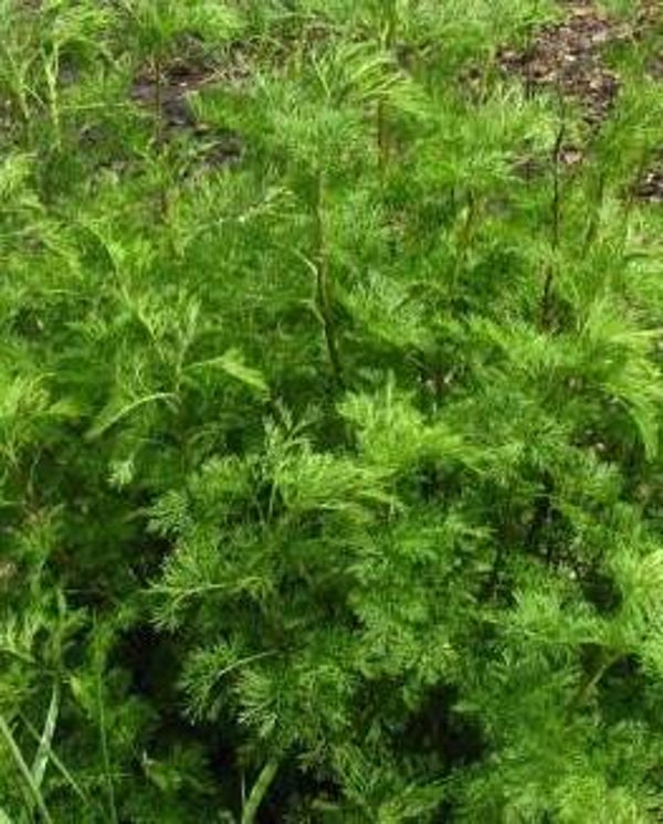 Citroenkruid gesneden/ Abrotani herba conc