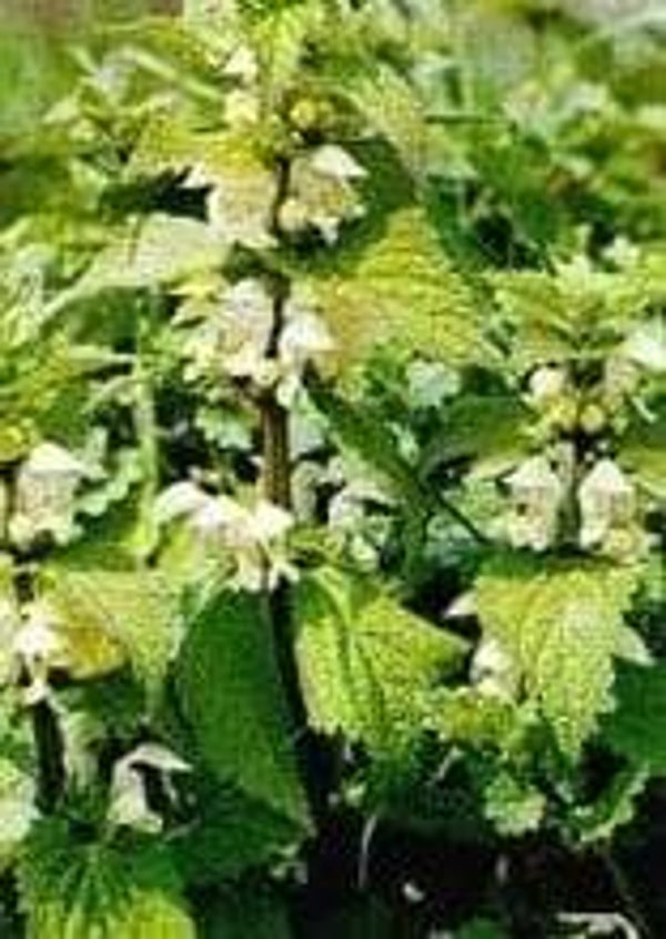 Dove Netel Wit/ Lamium
