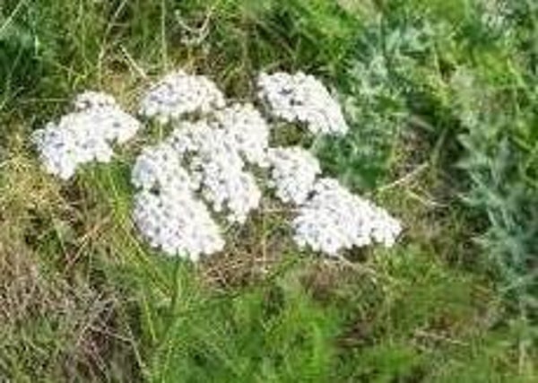 Duizendblad / Achillea millefolium,va 50gr
