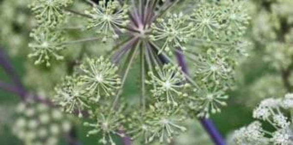 Engelwortel /Angelica archangelica va 50gr