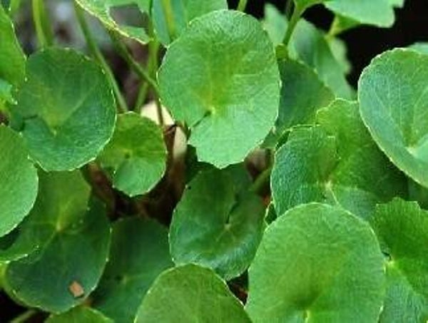 Aziatische waternavel /Guta Kola va 50gr