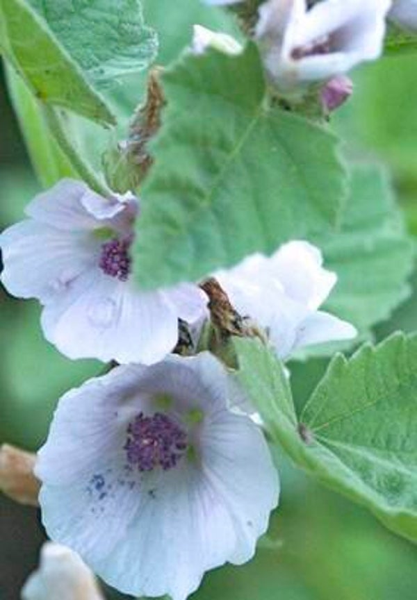 Heemst/ INCI: althaea officinalis. va 50gr
