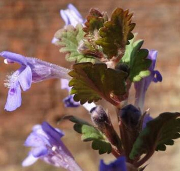 Hondsdraf va 50gr Glechoma hederacea
