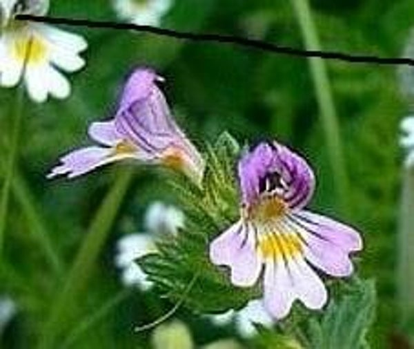 BIO Ogentroost /Euphresiae herba va 25gr