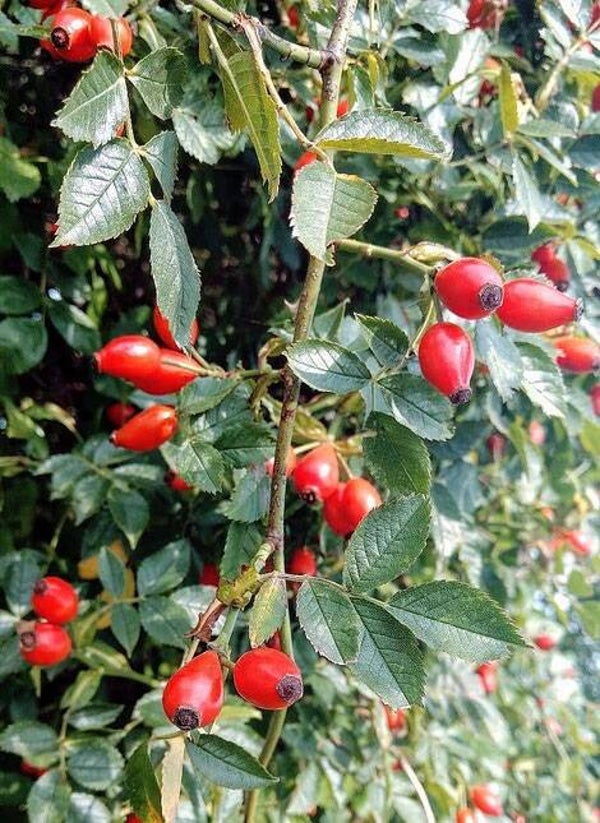 Rozenbottelzaad/pitjes va 25gr