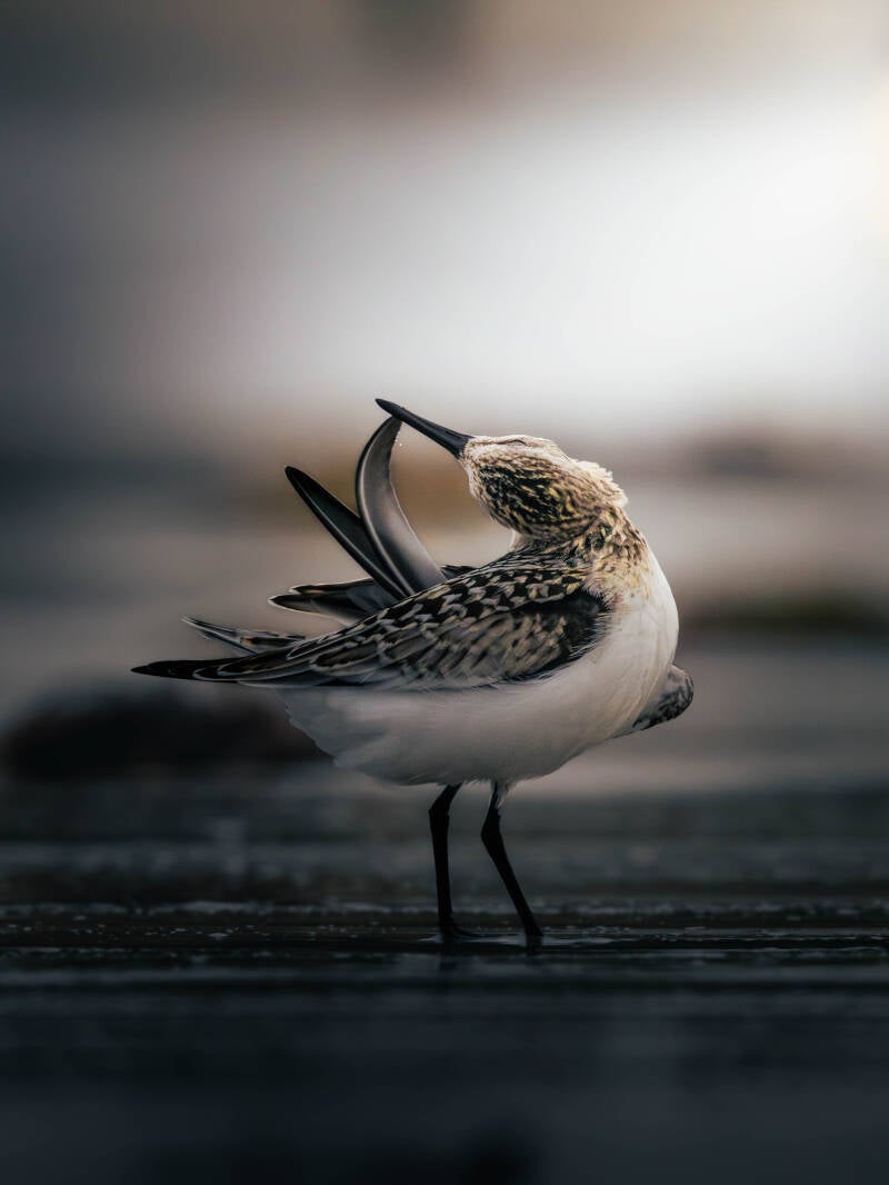 Bécasseau sanderling