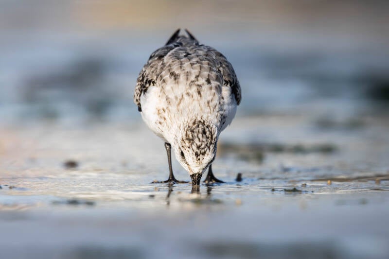 Bécasseau sanderling
